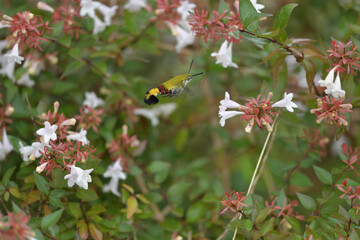 Abelia flowers and hummingbird-like insects