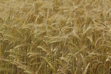 the barley (Hordeum vulgare) just before harvest