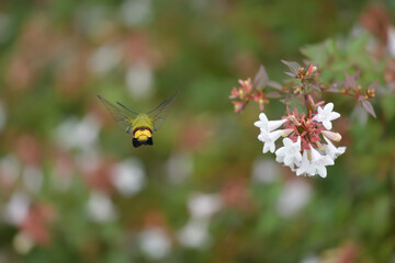 Abelia flowers and hummingbird-like insects