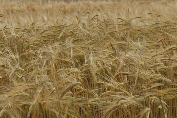 the barley (Hordeum vulgare) just before harvest