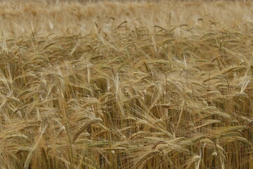 the barley (Hordeum vulgare) just before harvest