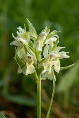Obraz premium Elder-flowered Orchid (Dactylorhiza sambucina) in natural habitat