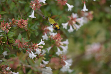 Abelia flowers and hummingbird-like insects