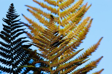 Low angle view on isolated divided leaf frond of eagle fern bracken (Pteridium aquilinum) against blue sky in the evening sun - Germany