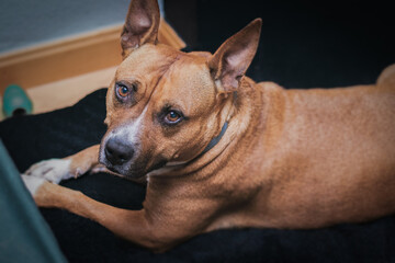 Obraz premium Perro tumbado en su cama mirando a cámara