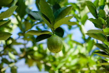 fresh lemon or Citrus limon hanging on the tree