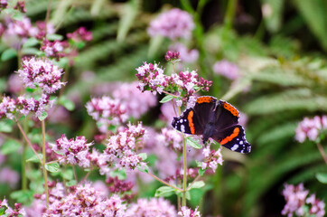 Butterfly admiral sucks nectar on thyme, sunny day