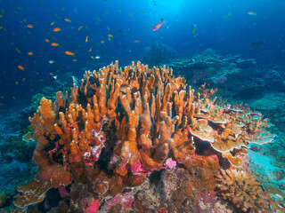 Hard corals in the tropical reef