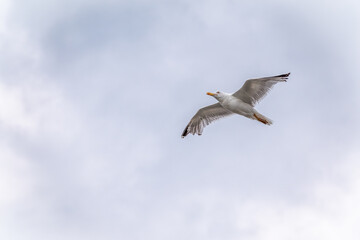 Sea gull in the clear blue sky. The European herring gull