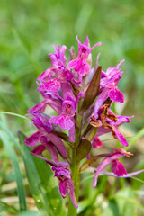 Elder-flowered Orchid (Dactylorhiza sambucina) in natural habitat