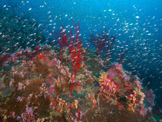 Fototapeta na wymiar Coral formation with school of Glassfish
