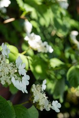 日陰でカンボクの花が開いている／Viburnum opulus var