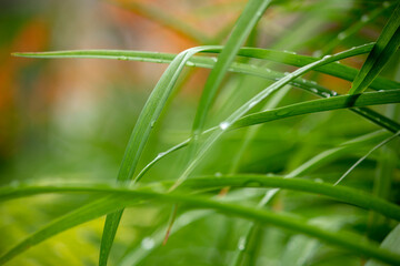 Green plants after rain, drops on stems