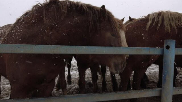 Horses in a paddock on a cold winter day