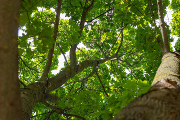 Under the crowns of a green tree, summer