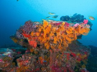 Fototapeta na wymiar Orange sea fan growing on a coral bommie