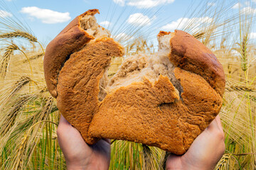 Wheat field, blue sky, fragrant bread