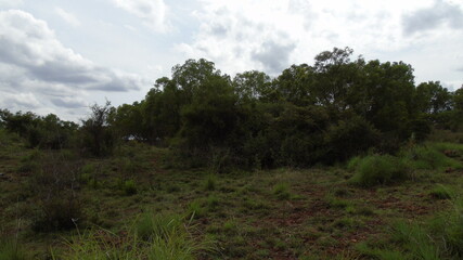 Obraz premium clouds over the forest