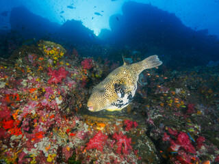 Naklejka na ściany i meble Map pufferfish in the coral reef