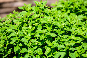 Many fresh vivid green leaves of Origanum vulgare, commonly known as Oregano, wild or sweet marjoram, in a herbs garden in a sunny summer day, beautiful outdoor floral background.