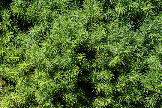 Tree canadian spruce Picea glauca Conica. Bright green short needles on branches of Canadian spruce Picea glauca Conica. Close-up. Evergreen landscaped garden. Nature texture for design.