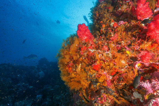 Wall fully covered with feather hydroid