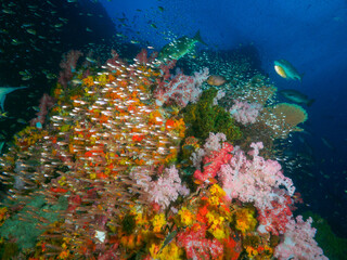 Fototapeta na wymiar Coral bommie with school of Glassfish
