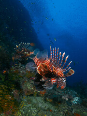 Common lionfish at the coral reef