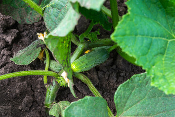 Cucumbers on a branch.