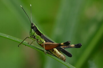 Green black grasshopper, insect of the acrididae family, order Orthoptera, Amazon rainforest near Manaus, Brazil