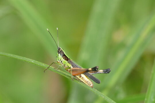 Green black grasshopper, insect of the acrididae family, order Orthoptera, Amazon rainforest near Manaus, Brazil
