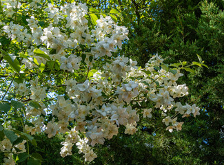 Large white flowers on a branch of a flowering jasmine bush lewisii Philadelphus. Blurry background of evergreens. Selective focus. Well maintained garden. Flower landscape. There is place for text.