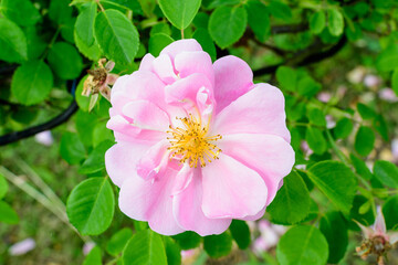Close up of one delicate vivid pink magenta rose in full bloom and green leaves in a garden in a sunny summer day, beautiful outdoor floral background photographed with soft focus.