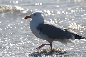 Bird walking on sunshine.
