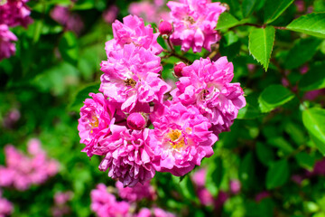 Bush with many delicate vivid pink magenta rose in full bloom and green leaves in a garden in a sunny summer day, beautiful outdoor floral background photographed with soft focus.