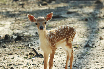 roe deer fawn