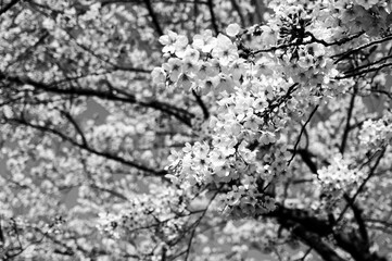 モノクロの白い桜の背景画像