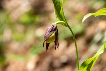 Lady`s Slipper Orchid (Cypripedium calceolus)