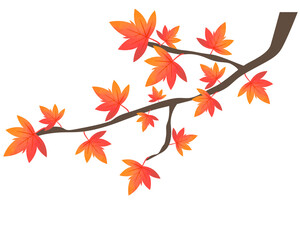 紅葉のイラスト　楓　木