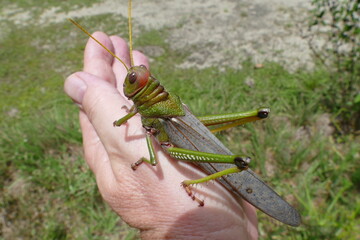 Giant South American grasshopper (Tropidacris violaceus) sitting on the back of the hand, Amazon rainforest near Manaus, Brazil