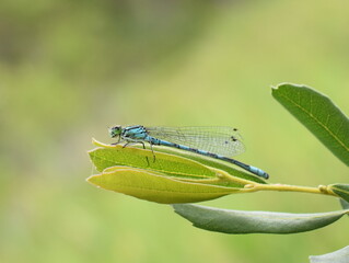 Eurasian bluet coenagrion blue damselfly in vegetation