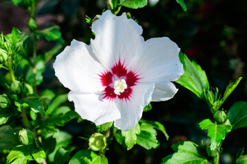 White delicate flower of Cornus kousa tree, commonly known as ousa, kousa, Chinese, Korean and Japanese dogwood, and green leaves in a garden in a sunny spring day beautiful outdoor floral background.