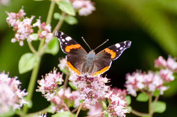 Fototapeta na wymiar Butterfly admiral sucks nectar on thyme, sunny day