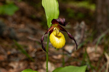 Fototapeta premium Lady`s Slipper Orchid (Cypripedium calceolus)