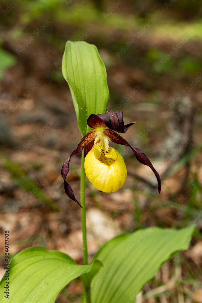 Sticker Lady`s Slipper Orchid (Cypripedium calceolus)