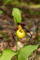 Lady`s Slipper Orchid (Cypripedium calceolus)