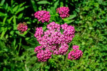 Close up of beautiful vivid pink magenta flowers of Achillea millefolium plant, commonly known as yarrow, in a garden in a sunny summer day.