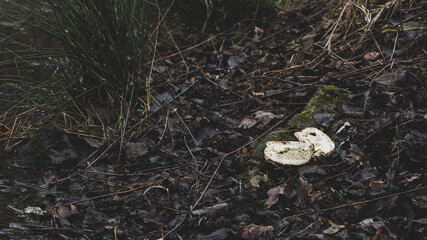 Marnotrastwo jedzenie - wyrzucony chleb w lesie  - obrazy, fototapety, plakaty