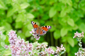 peacock eye butterfly sucks nectar on thyme, sunny day