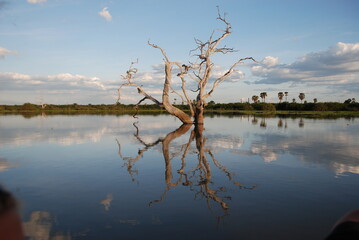 reflection of trees in the water